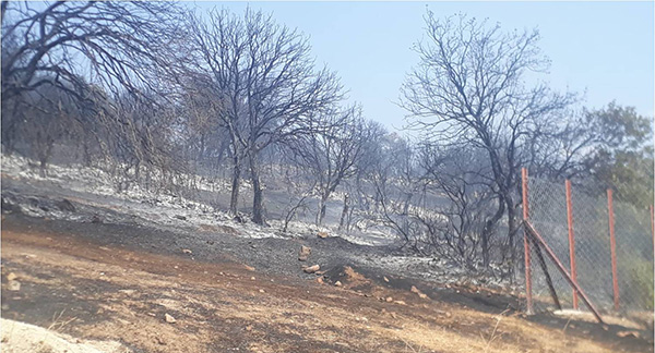 Pazarcık’ta orman yangını paniğe neden oldu