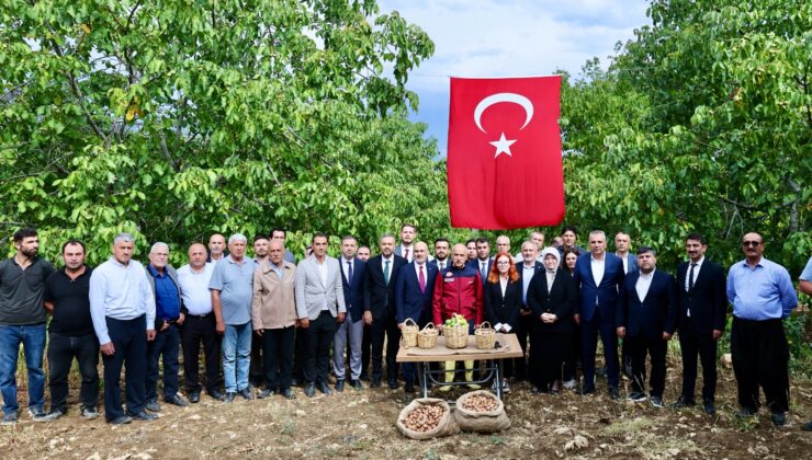 Başkan Toptaş, AB tescilli cevizlerin hasat şenliğine katıldı