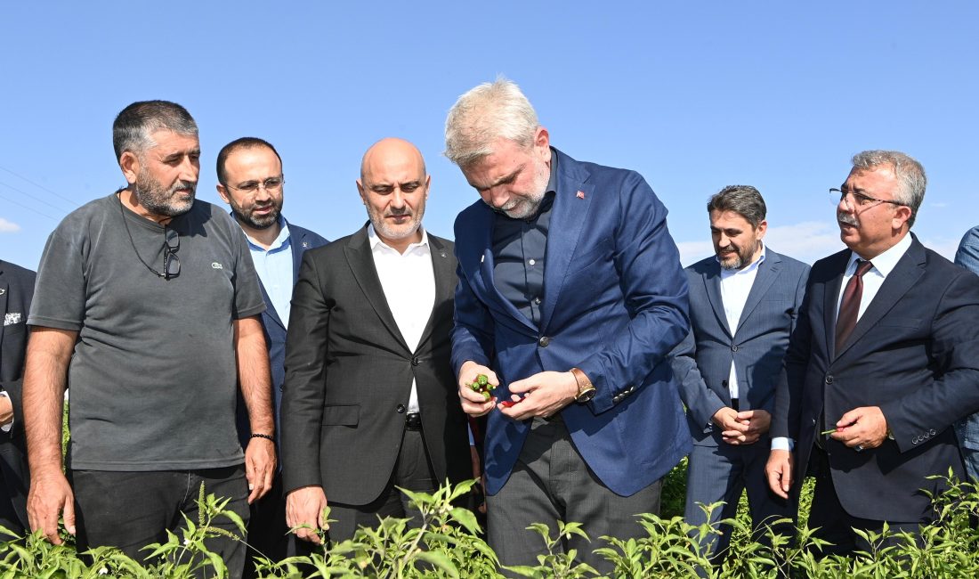 Coğrafi işaretli Maraş Biberi hasadına katılan Büyükşehir Belediye Başkanı Fırat