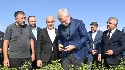 Coğrafi işaretli Maraş Biberi hasadına katılan Büyükşehir Belediye Başkanı Fırat